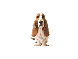 Hush Puppies